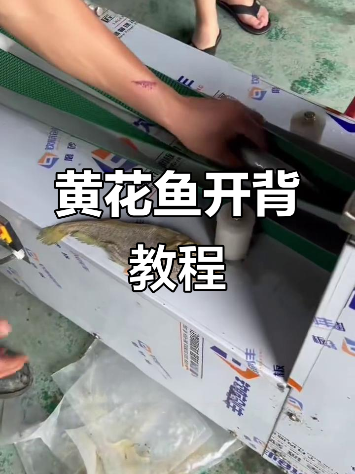 黄花鱼开背技巧大揭秘,轻松去肚