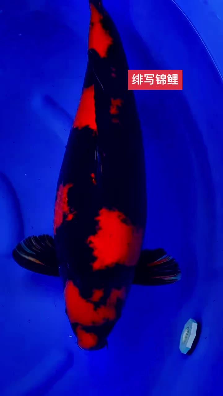 创作灵感 绯写锦鲤 见锦鲤者发发发 好贵气的鲤鱼 观赏鱼直播间 观赏鱼品种大全