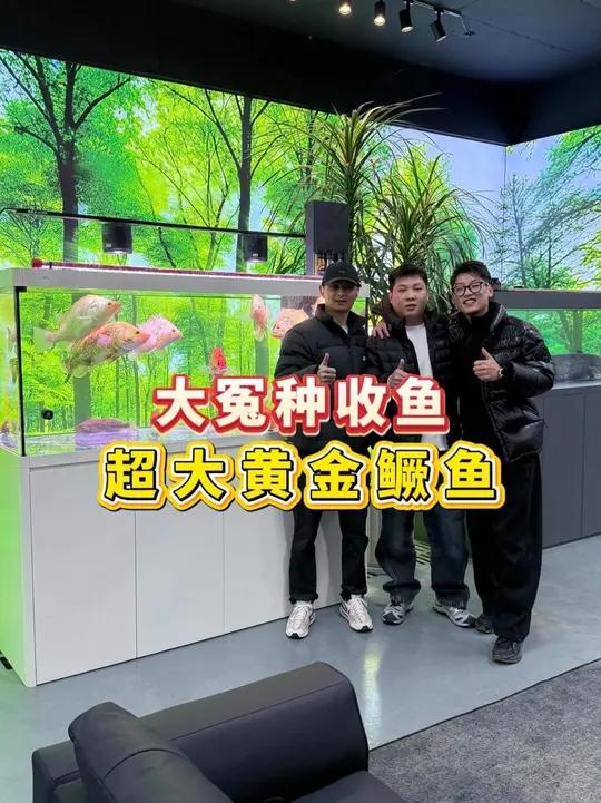 超大黄金鳜鱼再次来袭，打卡变异鳜鱼收藏圈的天花板-娱鱼吴总！感谢吴总的割爱！