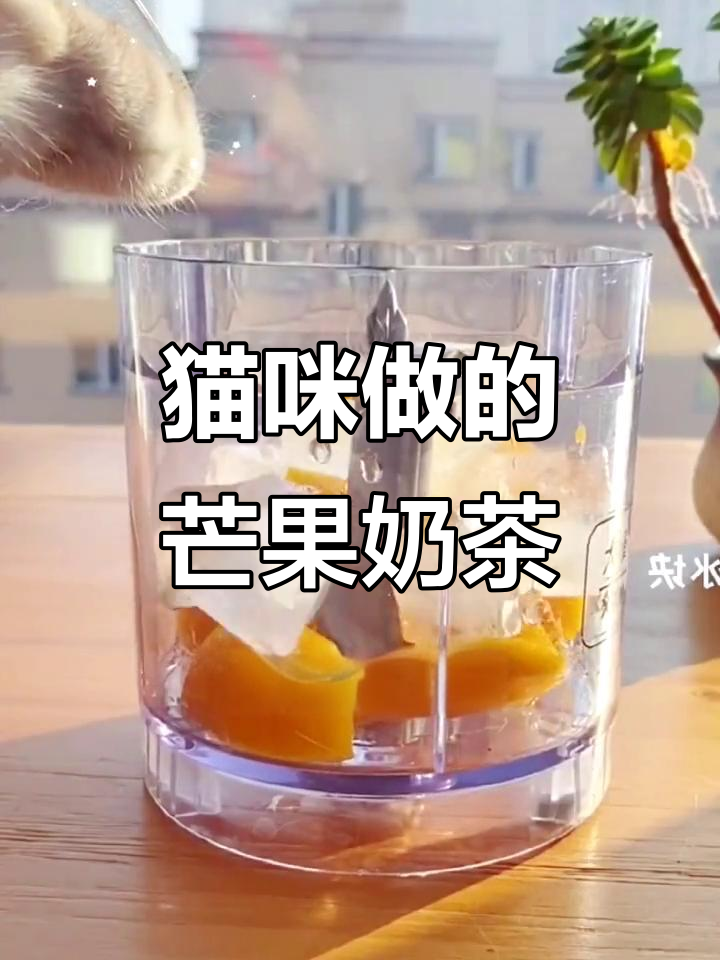 小猫咪亲手做芒果奶茶,你会尝试吗?
