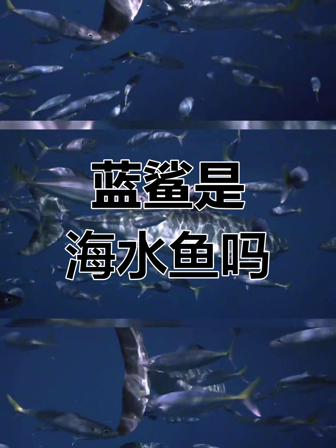 蓝鲨是否属于海水鱼?