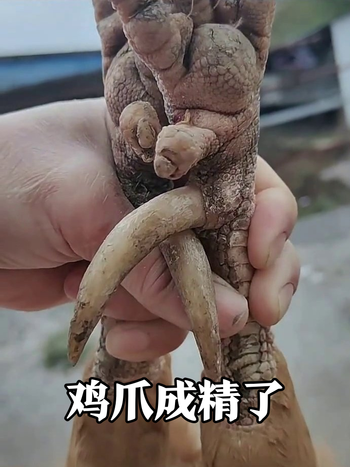 鸡爪子长到能当武器?鸡冠红得像涂腮红!
