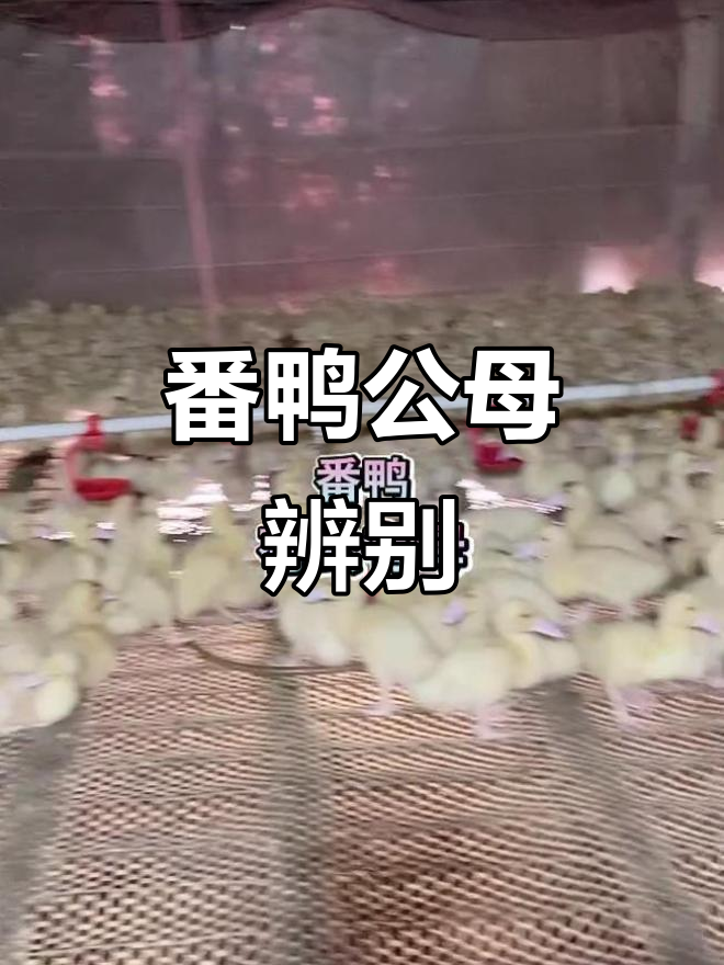 公母番鸭红头鸭,养殖技巧全揭秘