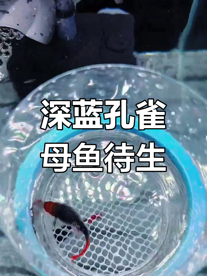 深海蓝孔雀鱼待产,肚子大得惊人,隔离繁殖盒已准备好