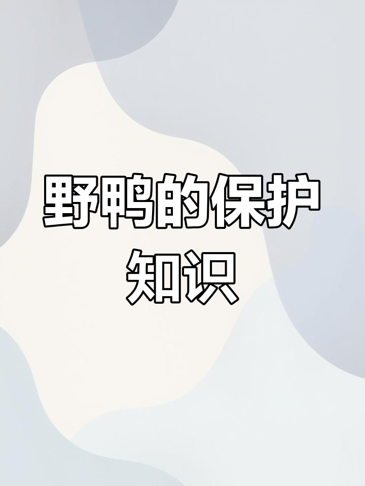 了解野鸭:生态价值与法律保护