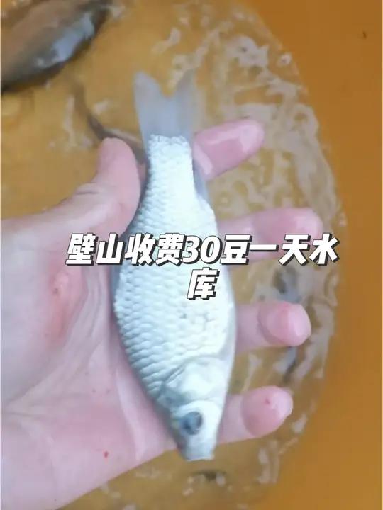 壁山收费30豆一天水库 冬钓鲫鱼 野钓惊喜无处不在 野河野钓 野钓鲫鱼 钓鱼人就是这么疯狂