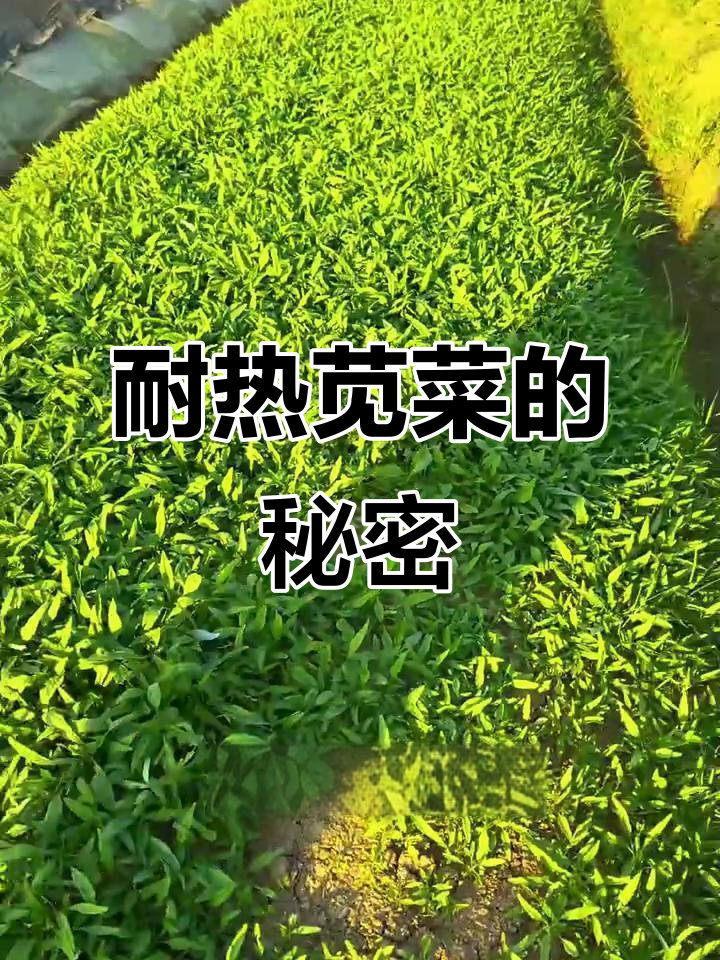 炎热夏季,苋菜依旧绿意盎然!