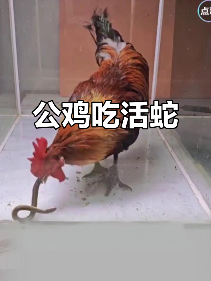 公鸡吞蛇,先吐出来再吃进去!