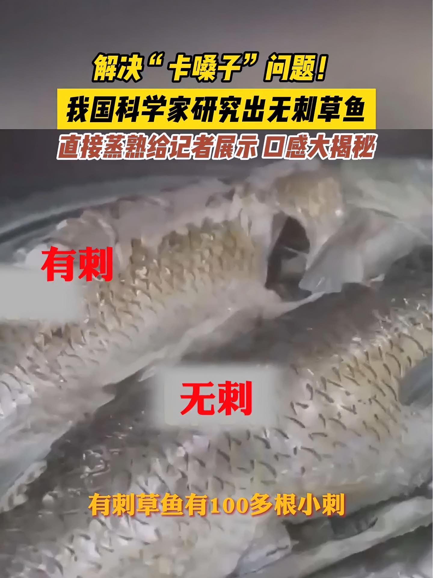 重大科研突破!解决“卡嗓子”问题,继无刺武昌鱼之后,无刺草鱼也来了!无刺鱼 科研突破