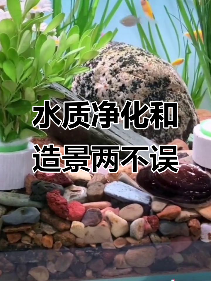 鱼缸水质净化神器,陶瓷环固定水草轻松成景