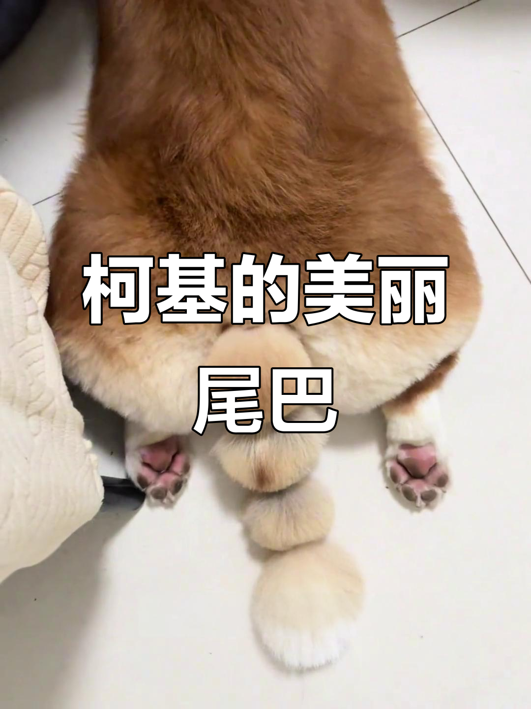 柯基尾巴也能造型,大尾舞动尽显独特魅力