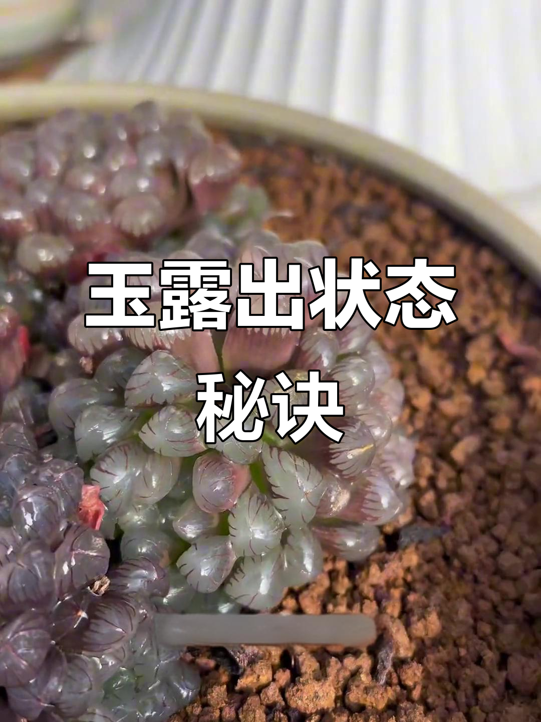 如何让玉露叶片更透亮？这些养护技巧你必须知道