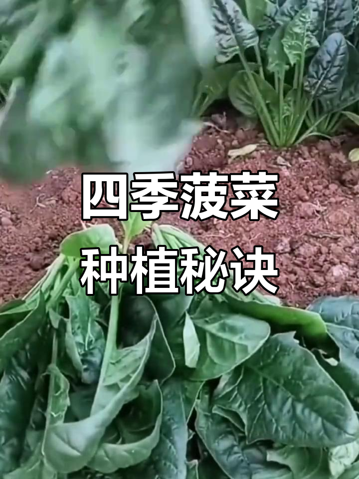 大叶菠菜四季可种,轻松栽培,摘了又长,吃不停!