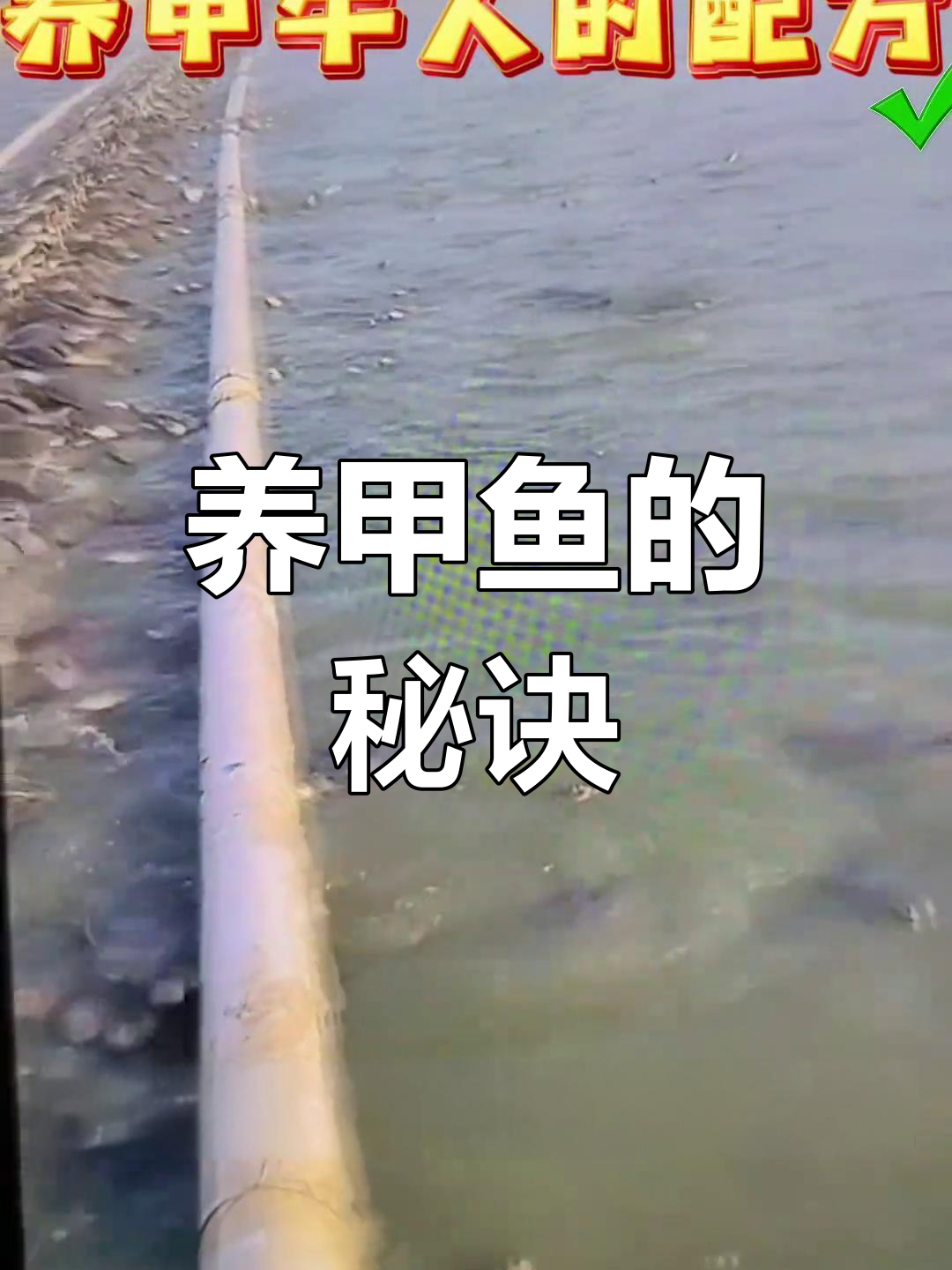 湖南甲鱼养殖秘方,黄糖水让甲鱼健康无忧