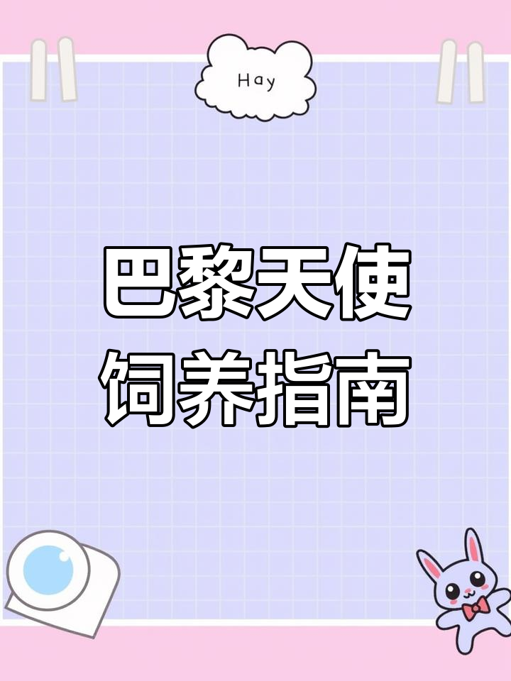 巴黎天使:美丽又具攻击性的海水鱼,珊瑚兼绒易繁殖