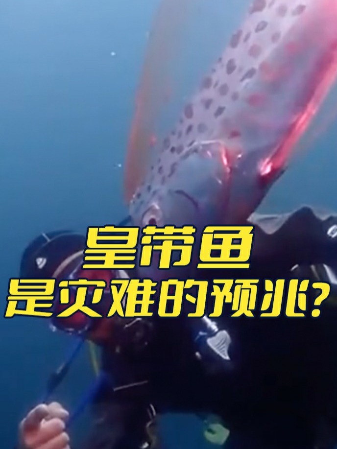 为什么说皇带鱼是地震鱼?