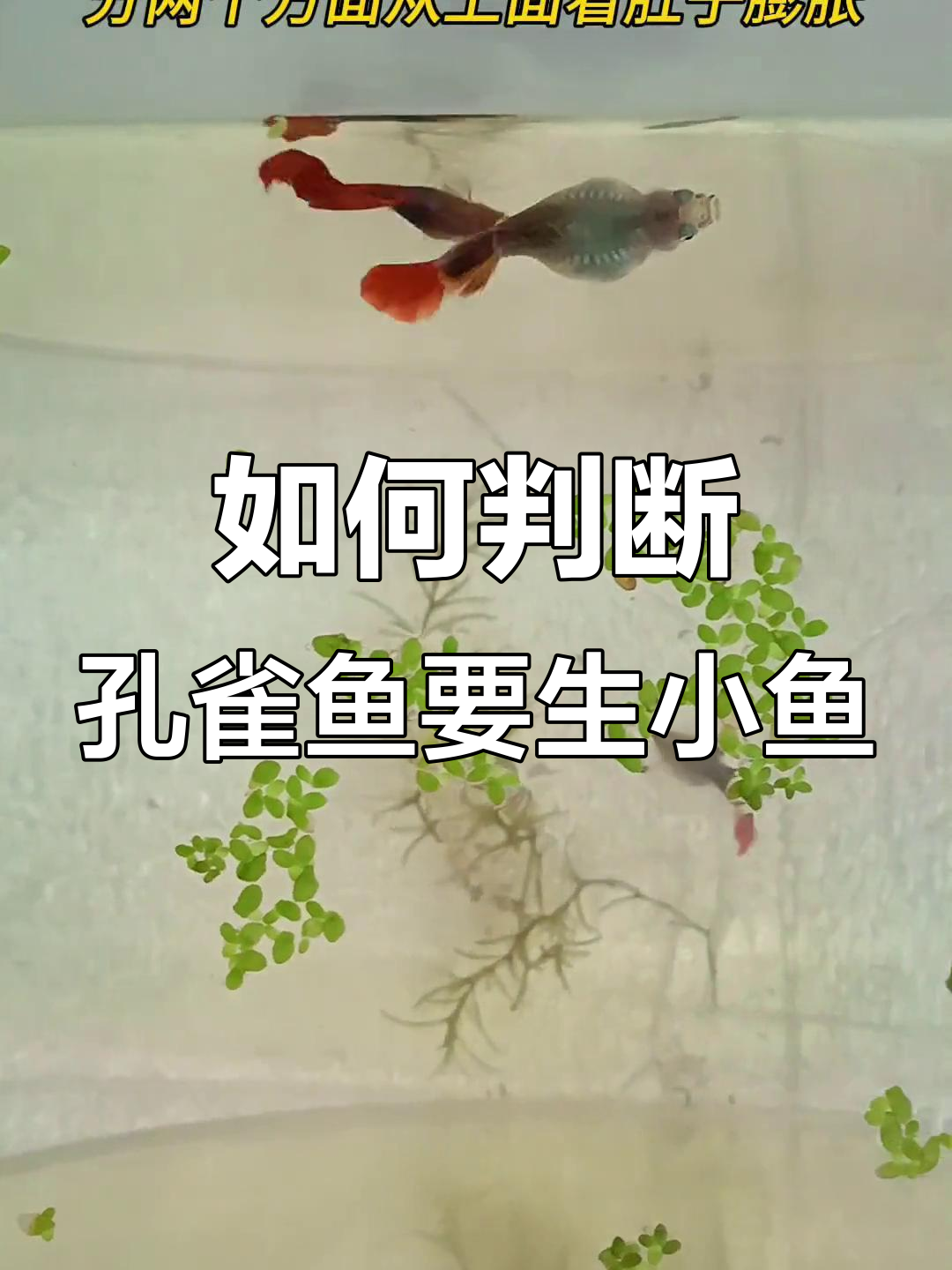 孔雀鱼下小鱼前的征兆,如何判断并保护它们