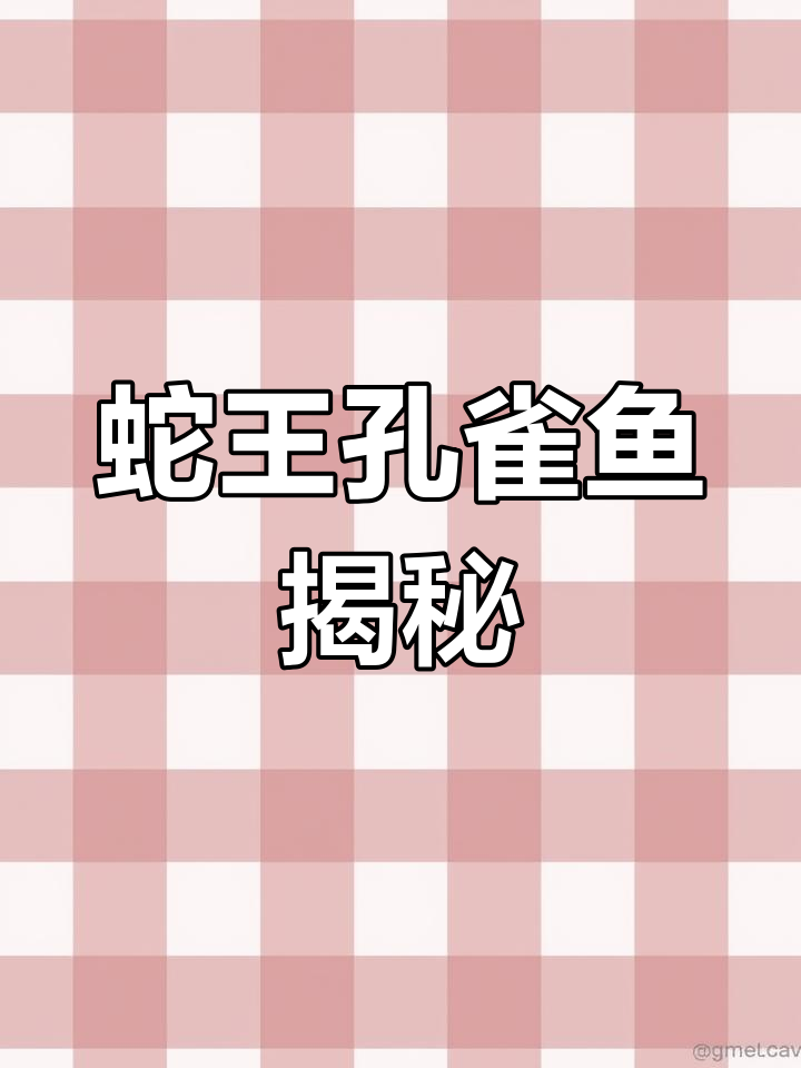 蛇王孔雀鱼:蓝绿金属纹路,三角尾冠军风采
