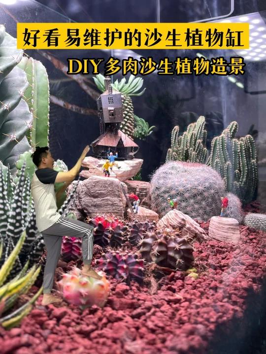 宝子们一起来做一个多肉沙生植物造景缸吧