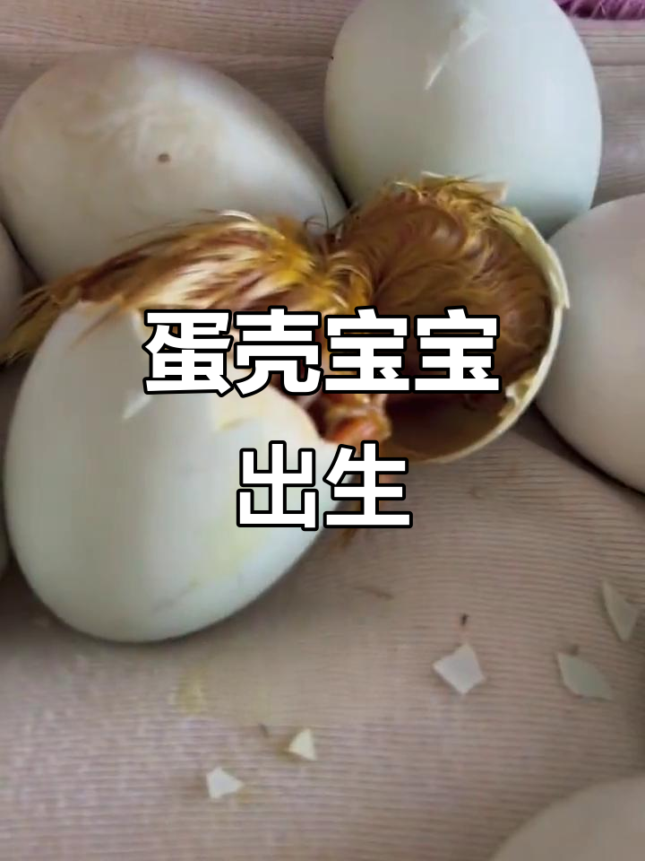小鸭子破壳全过程,竟然这么快就出来了!