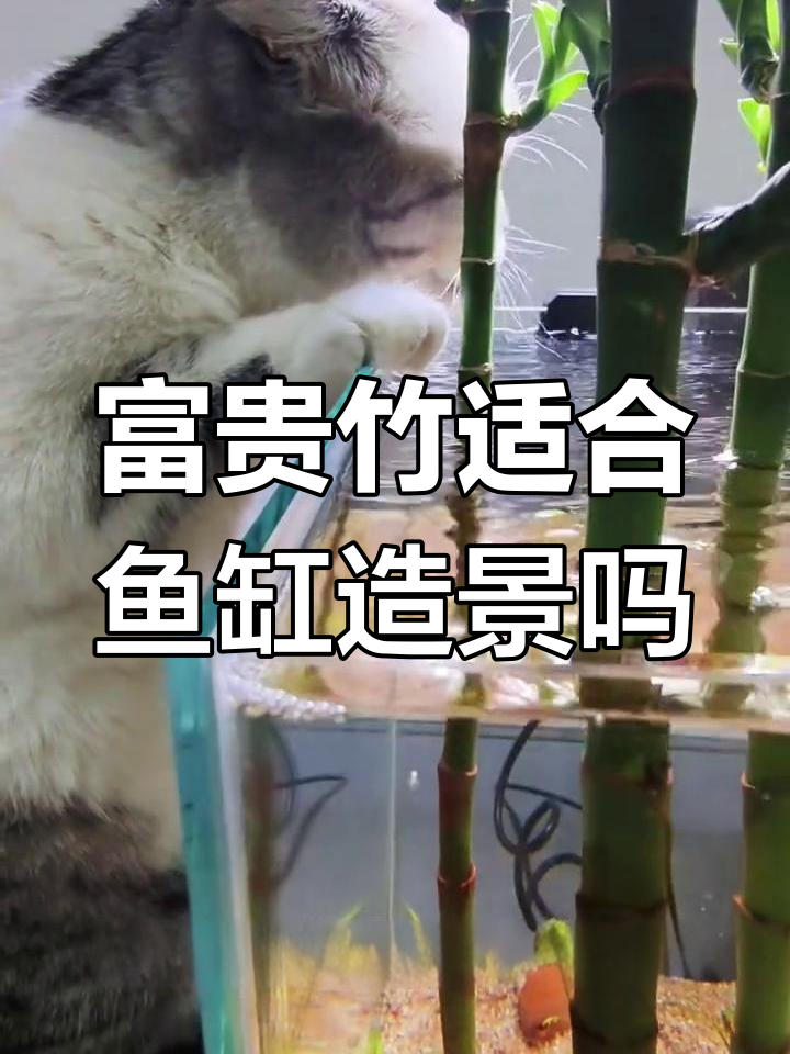 鱼缸里养富贵竹,效果超乎想象!