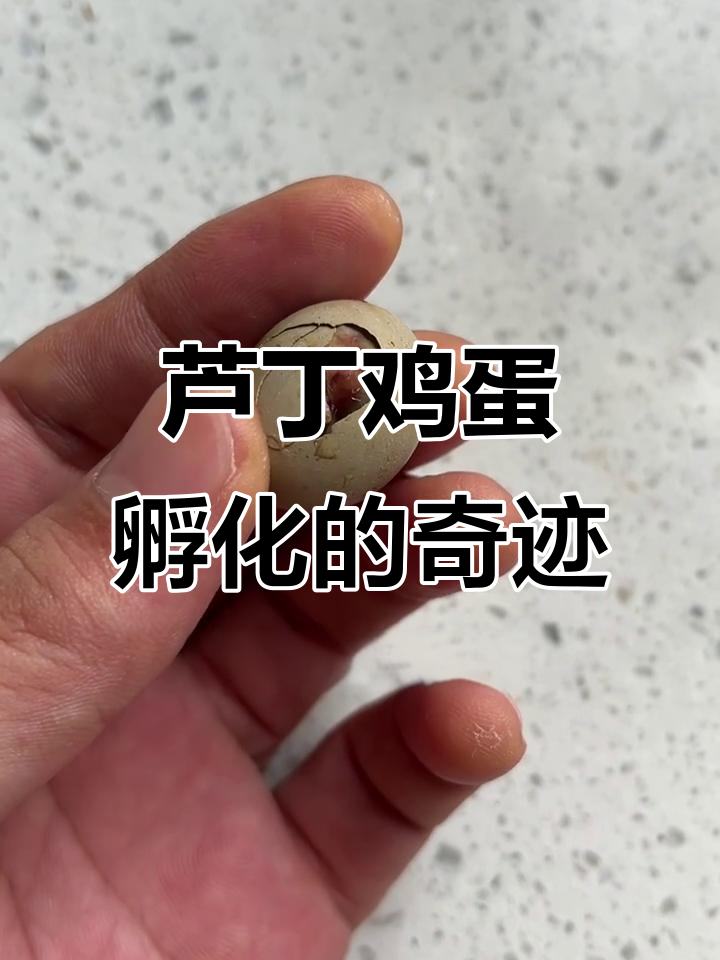 芦丁鸡孵化全过程:从蛋到小鸡的心跳变化