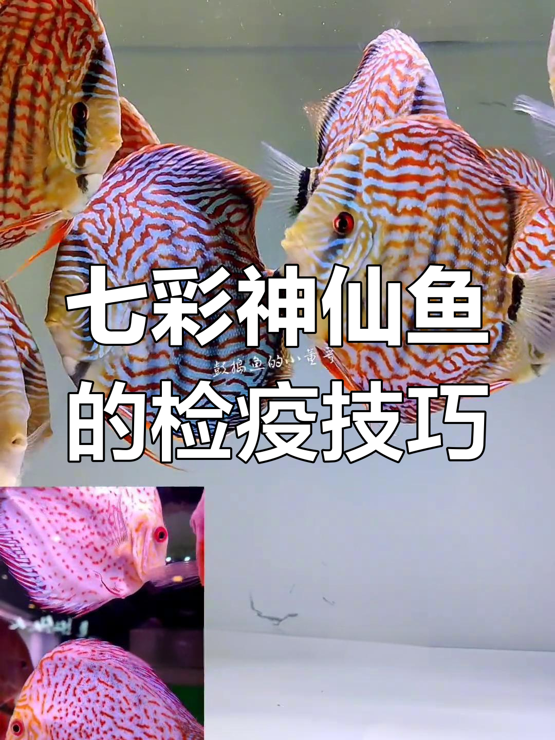 七彩神仙鱼两大杀手:交叉感染与细菌性腹部感染