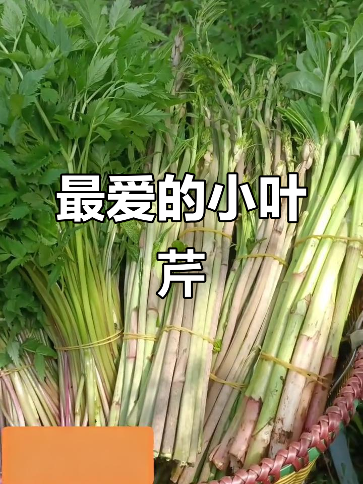 东北小叶芹:最爱的山野菜,嫩滑又美味