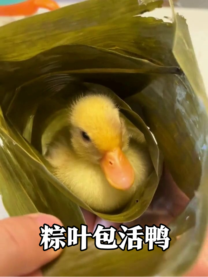 粽叶里开出小鸭子!萌到心化的“活体粽子”