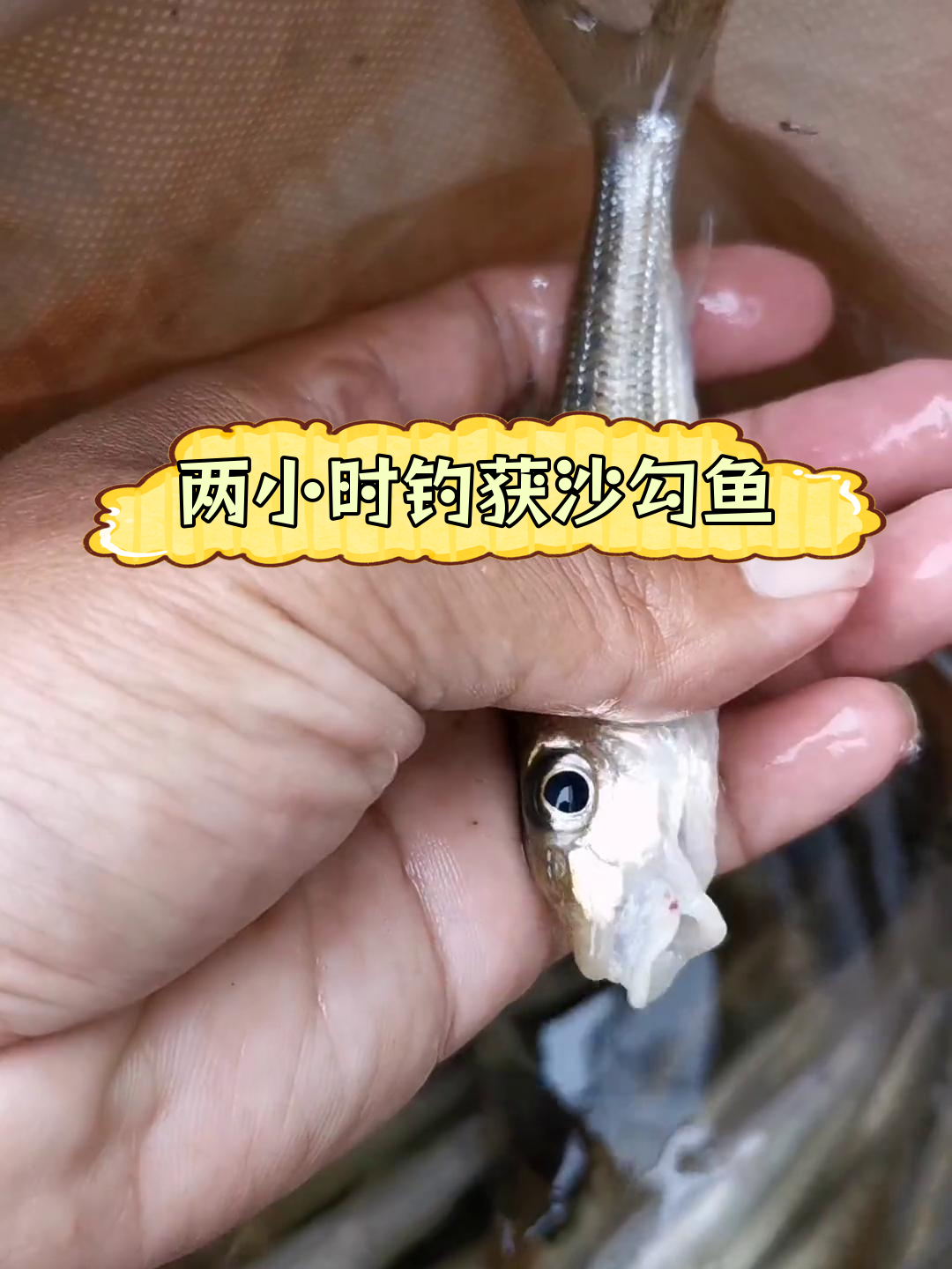 沙勾鱼:水中人参,两小时的钓鱼收获