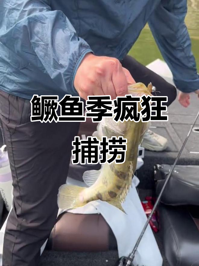 鳜鱼季大丰收,连尾鱼爆仓!