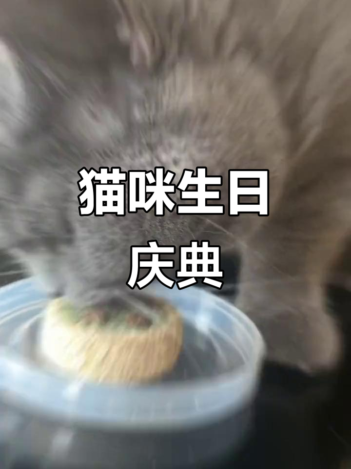 胖胖的生日到了,蛋糕超可爱!你们家猫咪怎么庆祝呢?