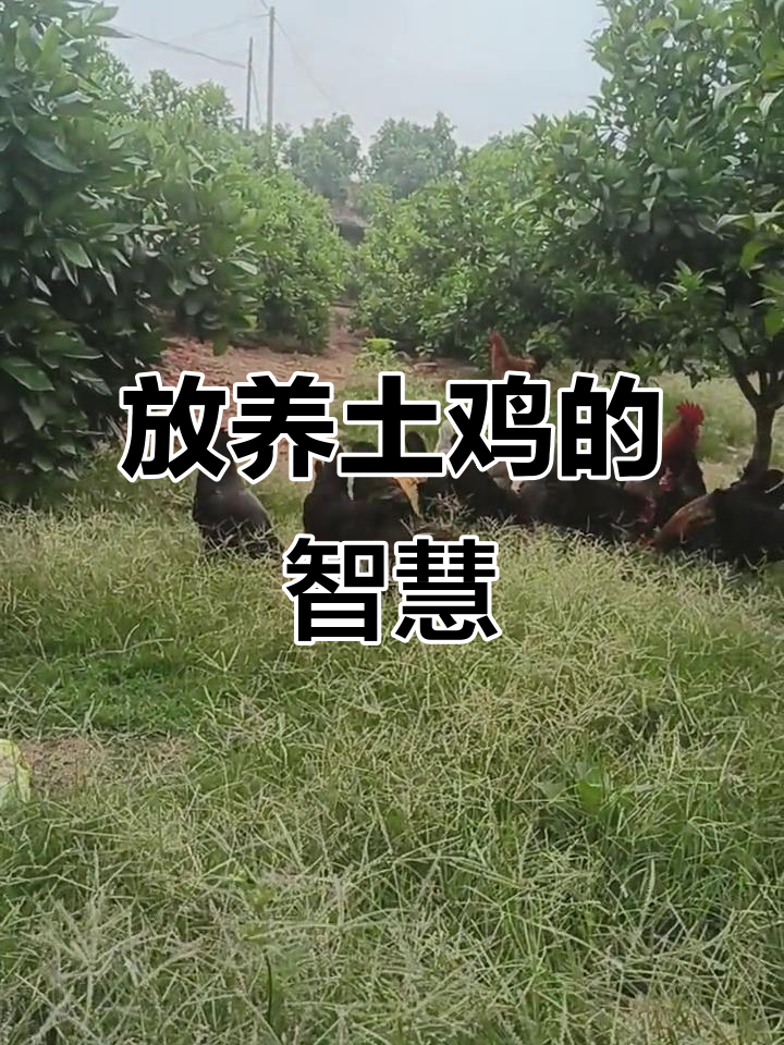 野外放养土鸡,如何改变命运与适应环境