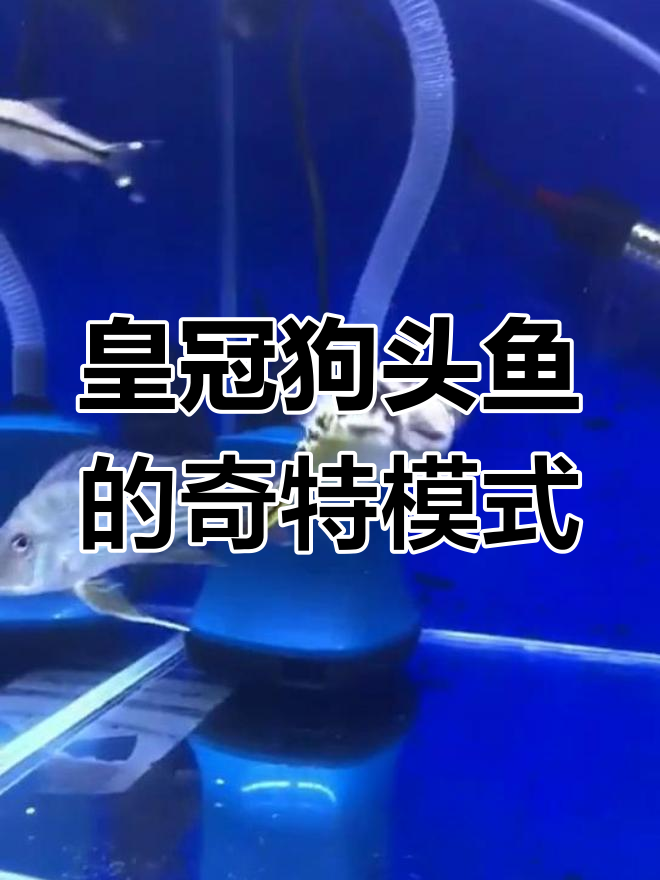 皇冠狗头鱼:变身气球般的自我保护技能