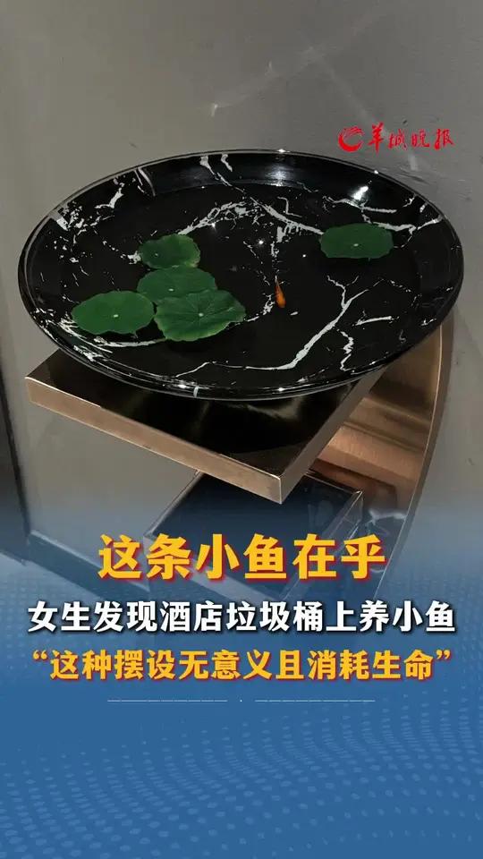这条小鱼在乎,女生发现酒店垃圾桶上养小鱼,“这种摆设无意义且消耗生命”,来源