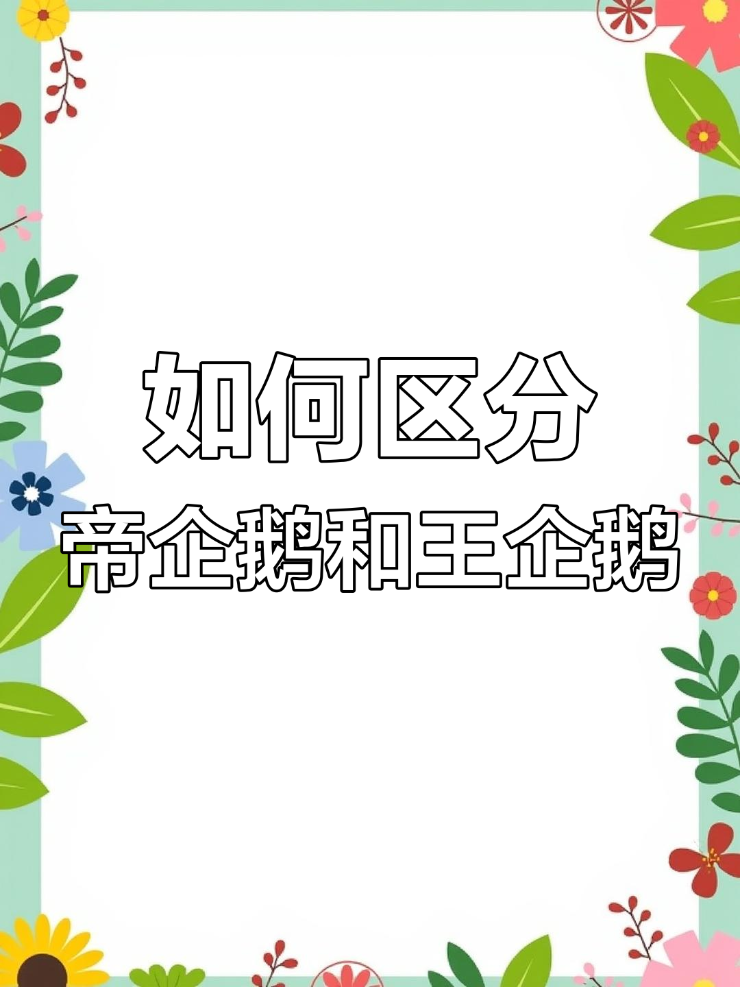 帝企鹅与王企鹅的区别大揭秘