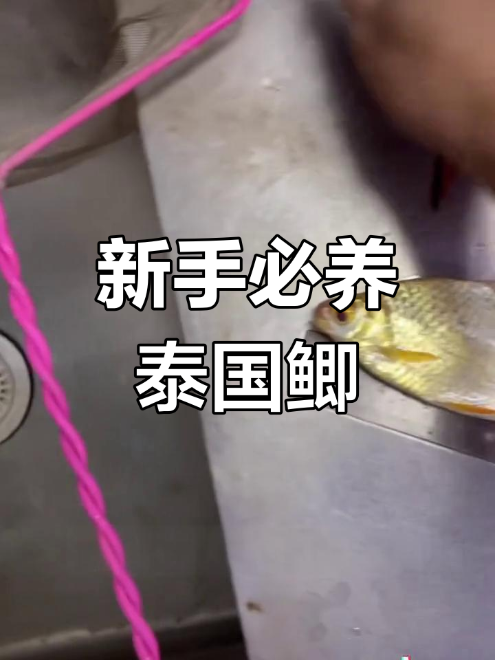 泰国鲫鱼:适合新手养的耐活观赏鱼