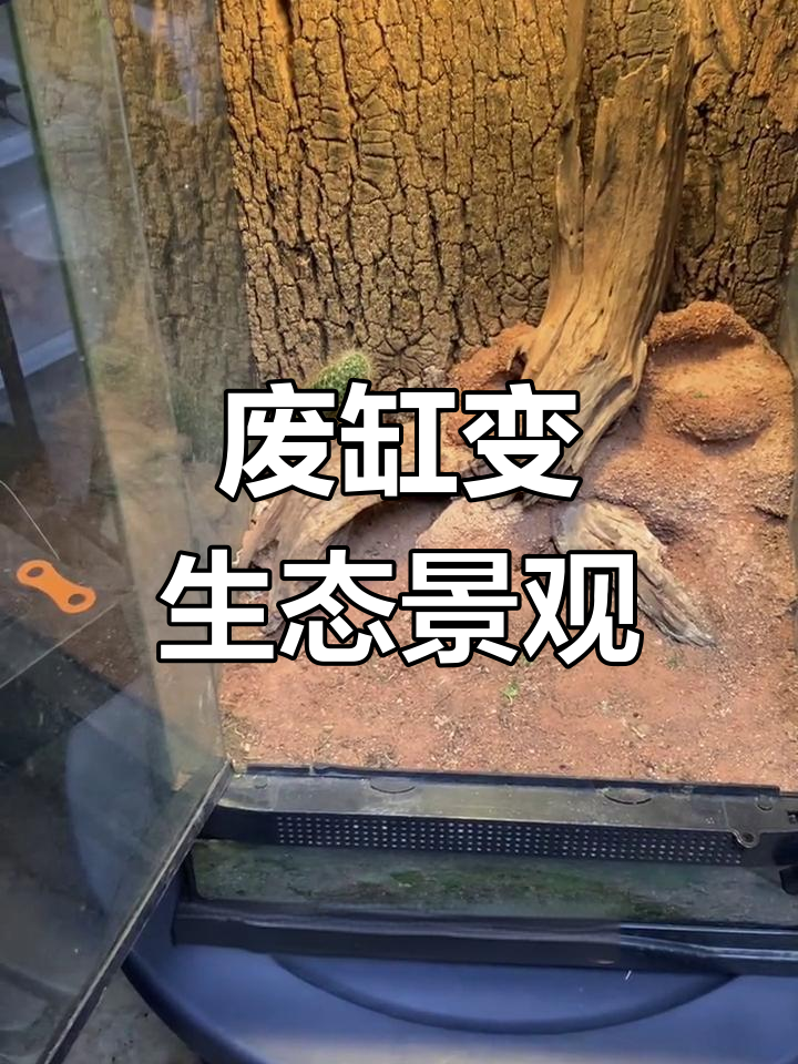 废弃沙漠缸改造,多肉植物与小洞的奇妙互动