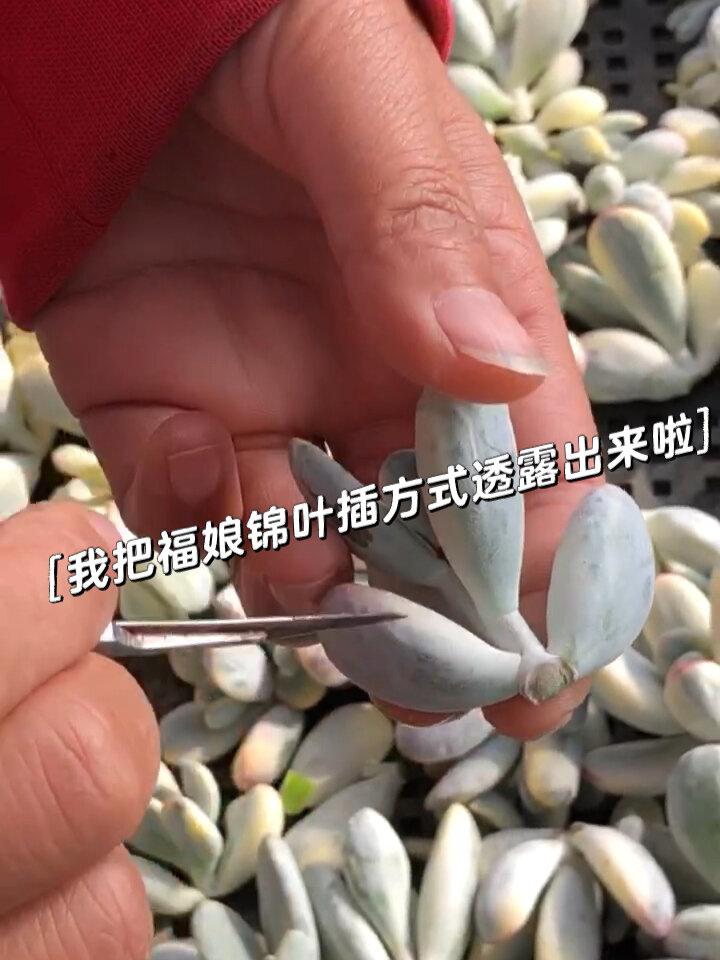 老铁们是不是一直觉得福娘锦不能叶插?