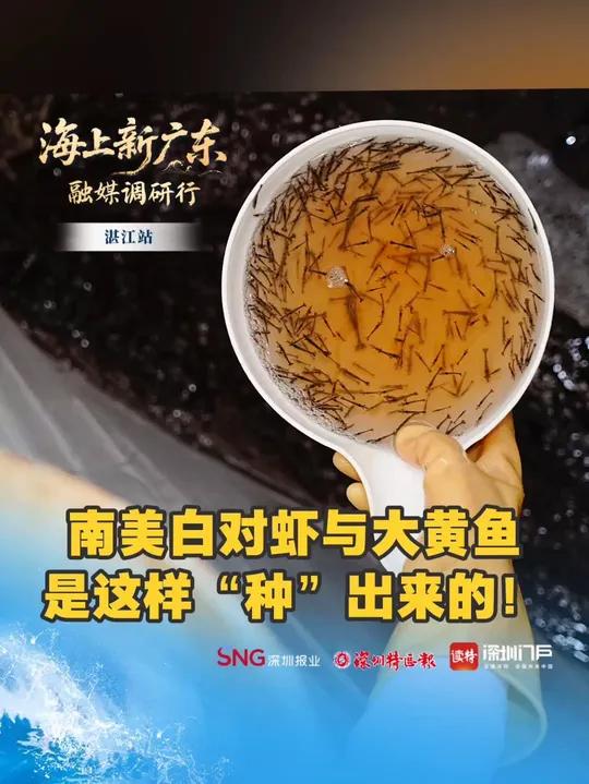 南美白对虾与大黄鱼是这样“种”出来的!