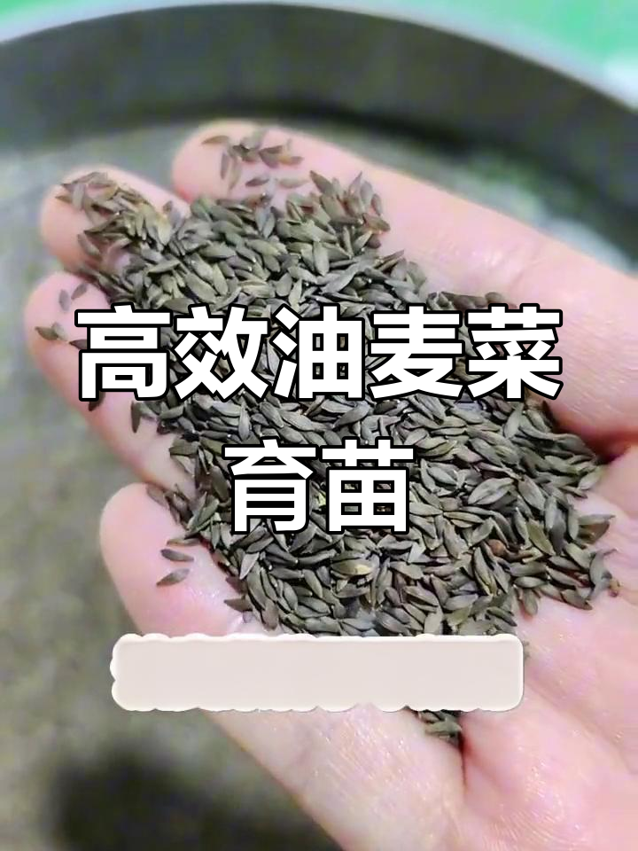 油麦菜种子丸粒化技术,提高播种效率