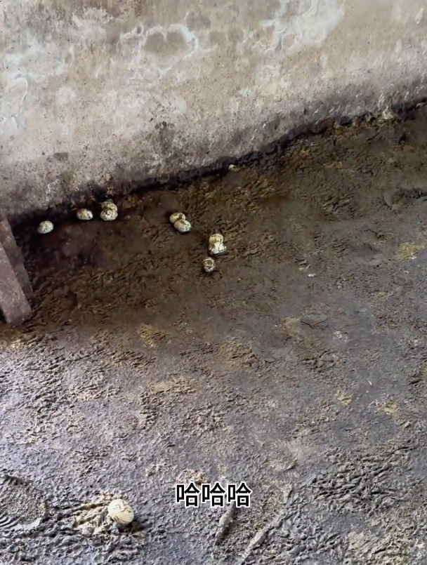 本想做个拿手好菜,结果有点…….我的