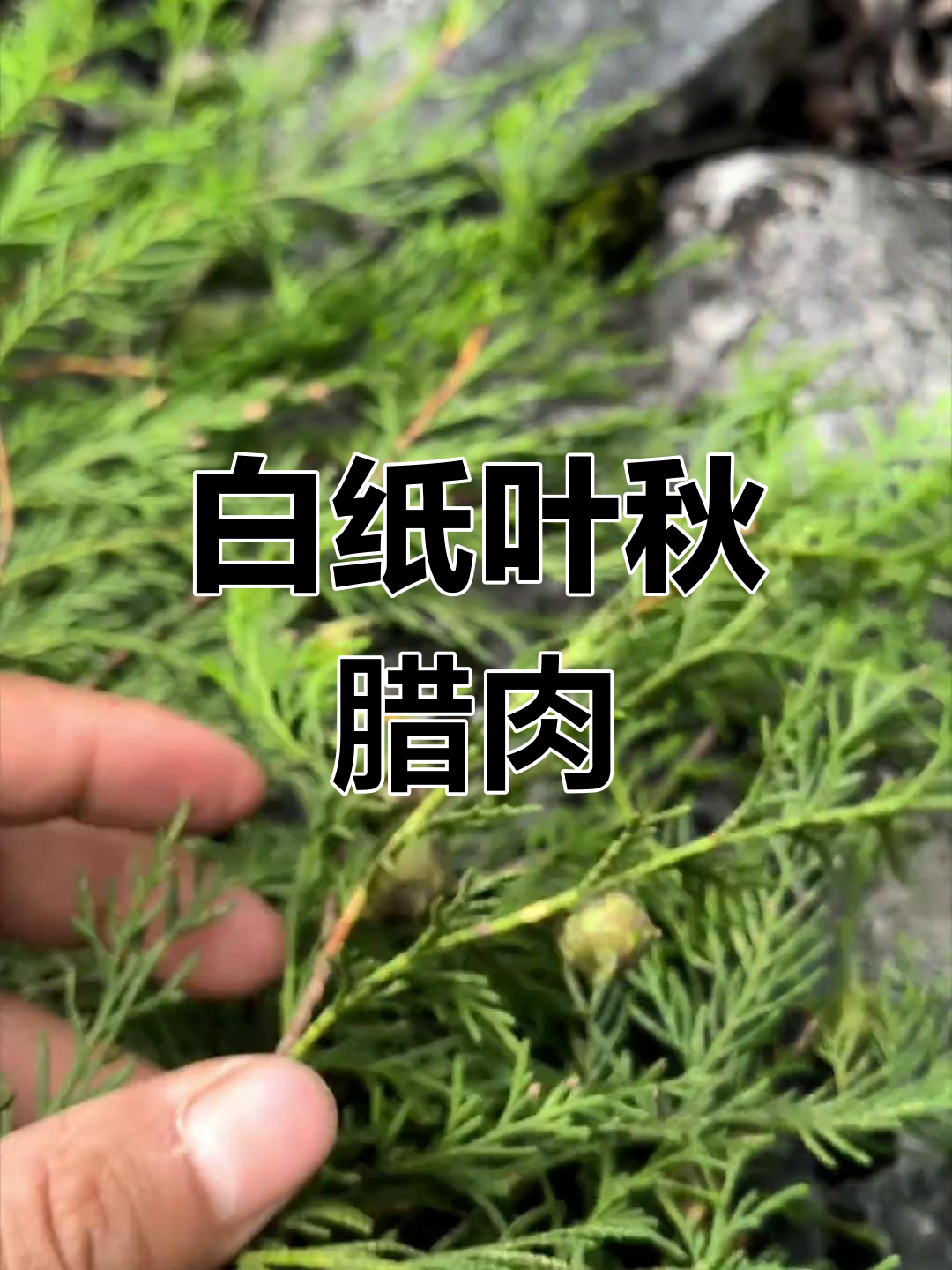 农村秋腊肉必备:白纸叶的独特香气与美味