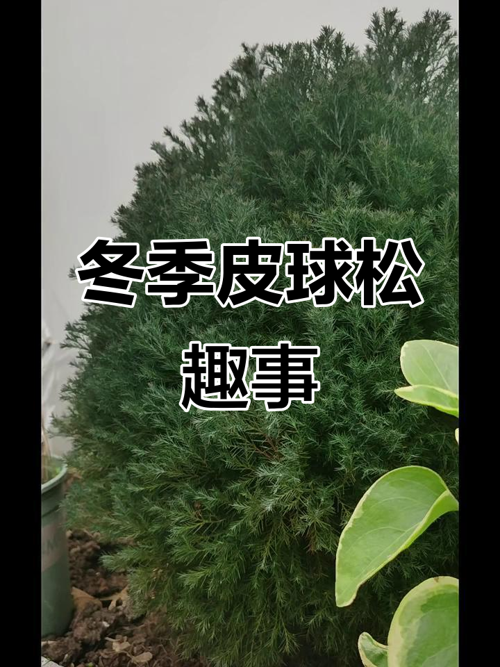 冬日里的皮球松,雪地中的趣味时光