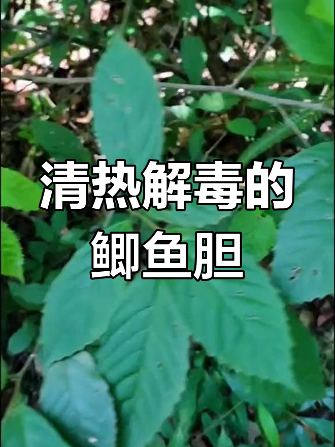 鲫鱼胆药用功效解析