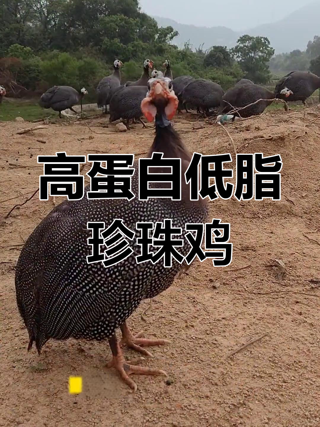 珍珠鸡:营养丰富,肉质鲜美