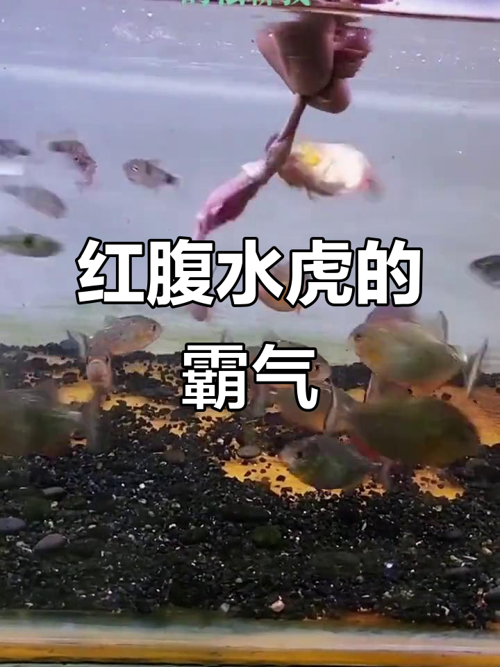 红腹水虎食人鱼,亚马逊热带观赏鱼的嚣张表现