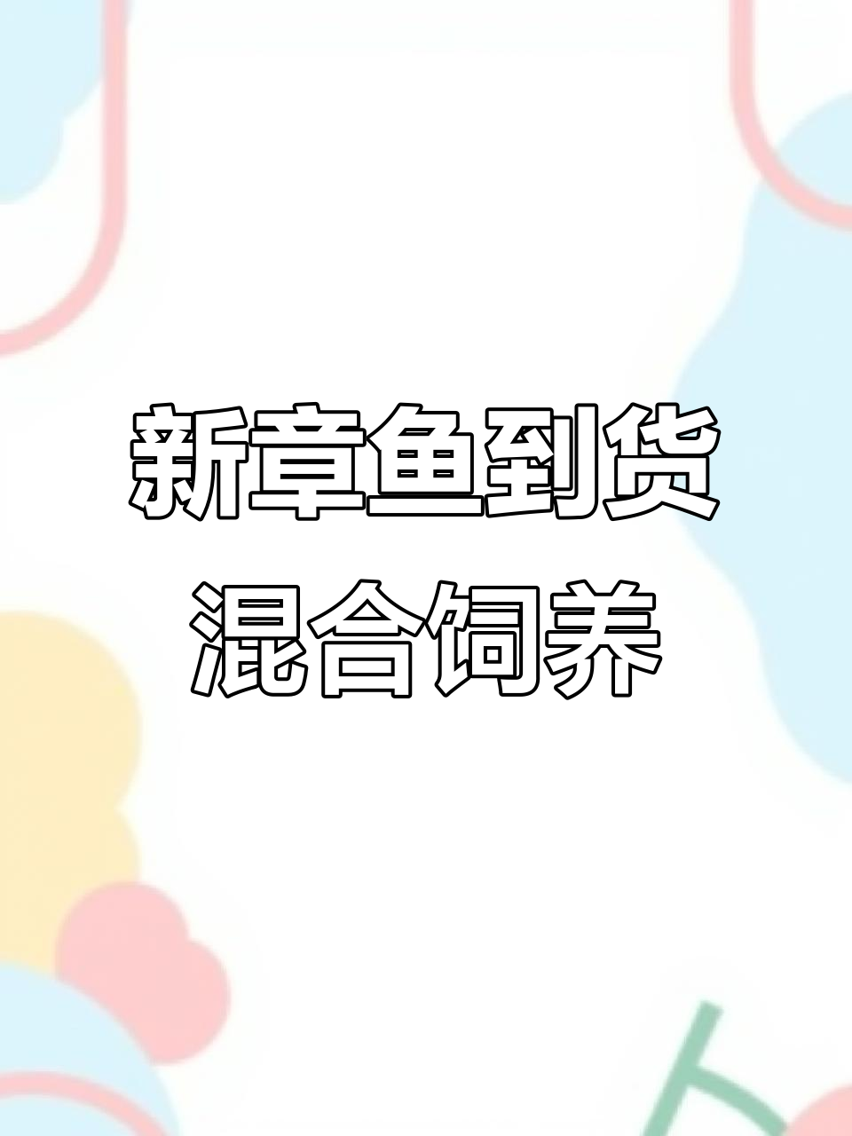 蓝环章鱼与拟态章鱼的混养挑战,新成员入缸大揭秘