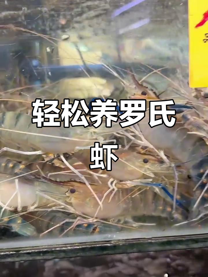 罗氏虾养殖技巧:温度、盐度如何控制?