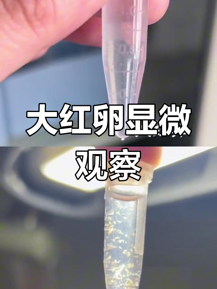 丰年虾大红卵显微镜下成长,超细软与小胖墩的激烈竞争